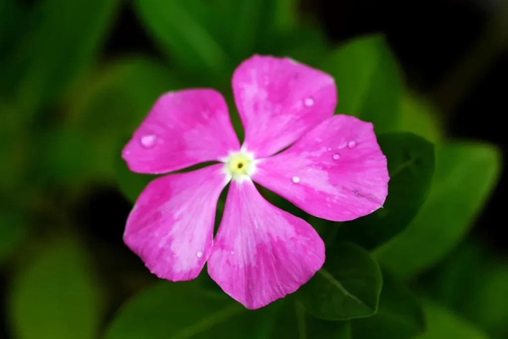 como cultivar vinca