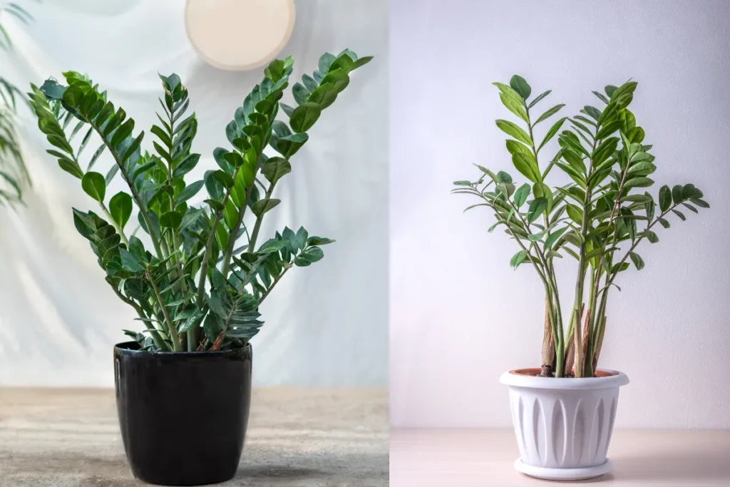 plantas lindas para 2025