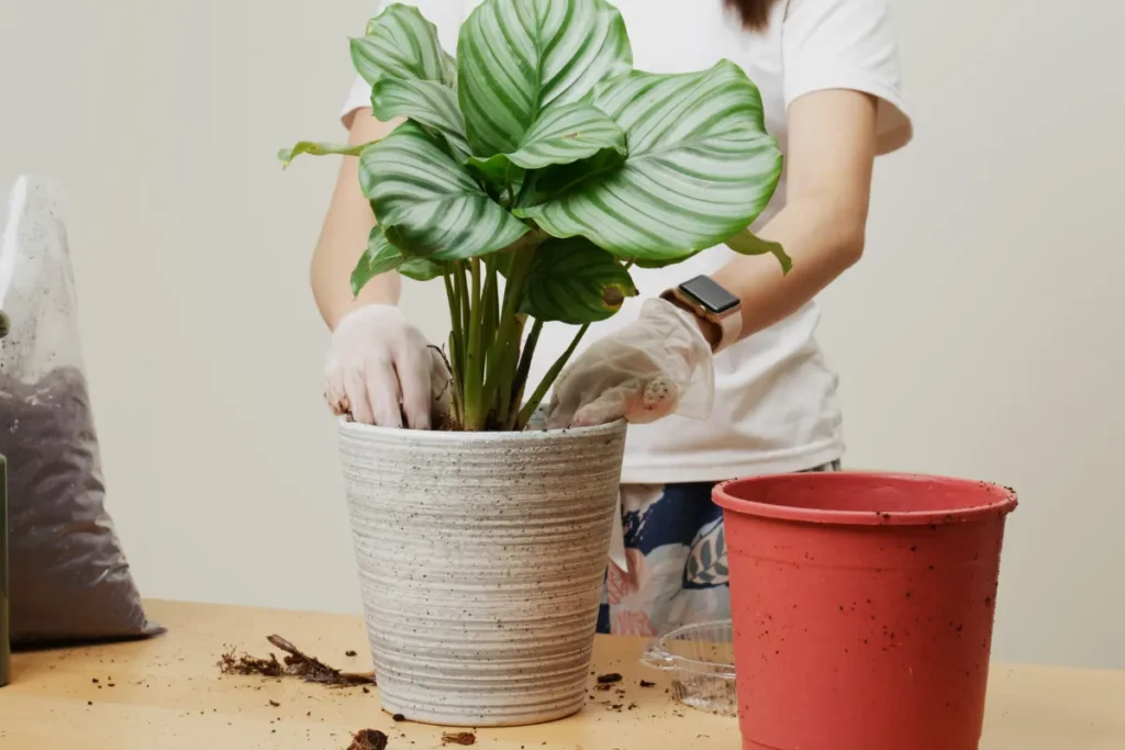 plantas lindas para 2025