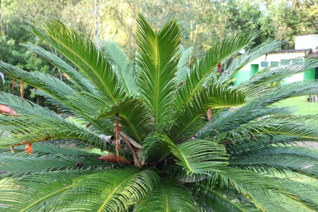 plantas para piscina