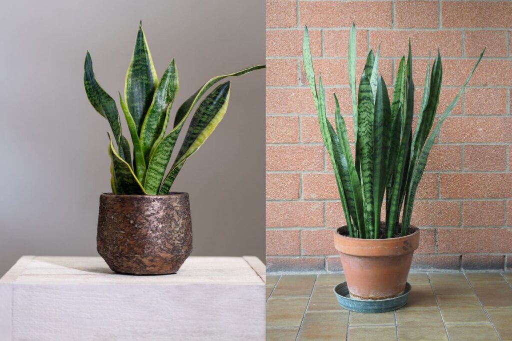 Plantas para prosperidade