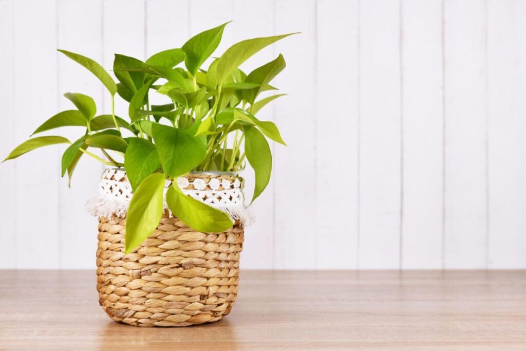 Plantas para prosperidade