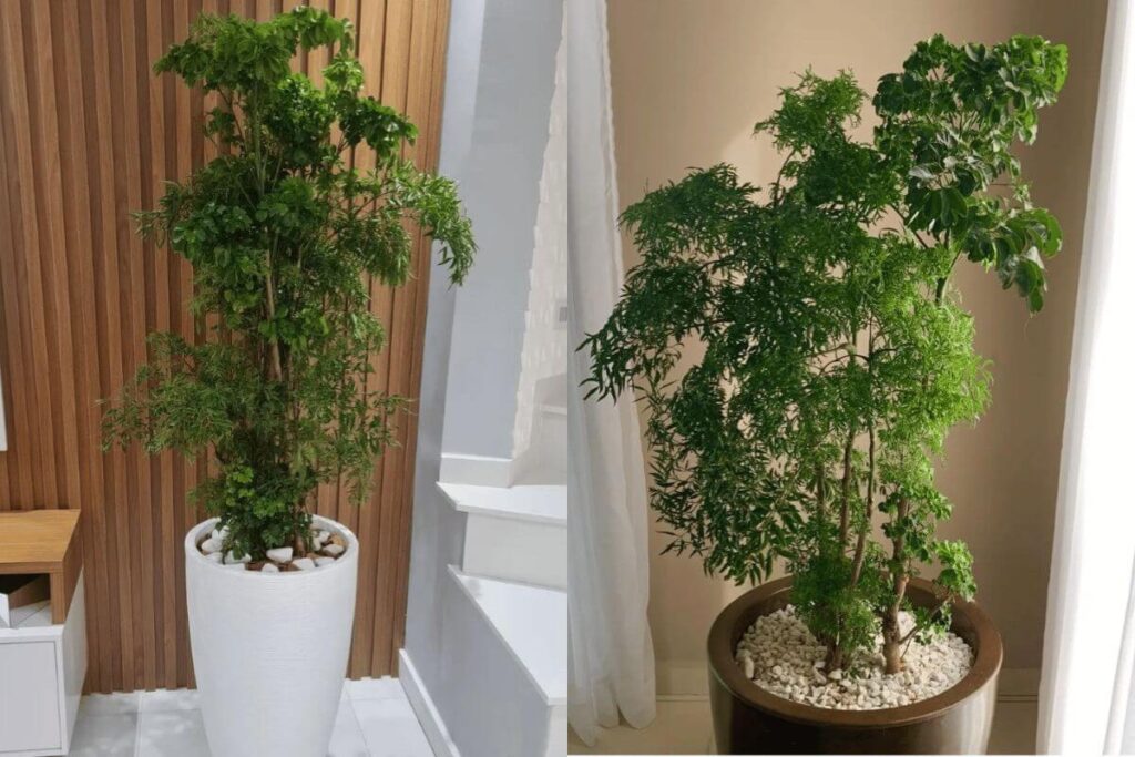 Plantas para prosperidade