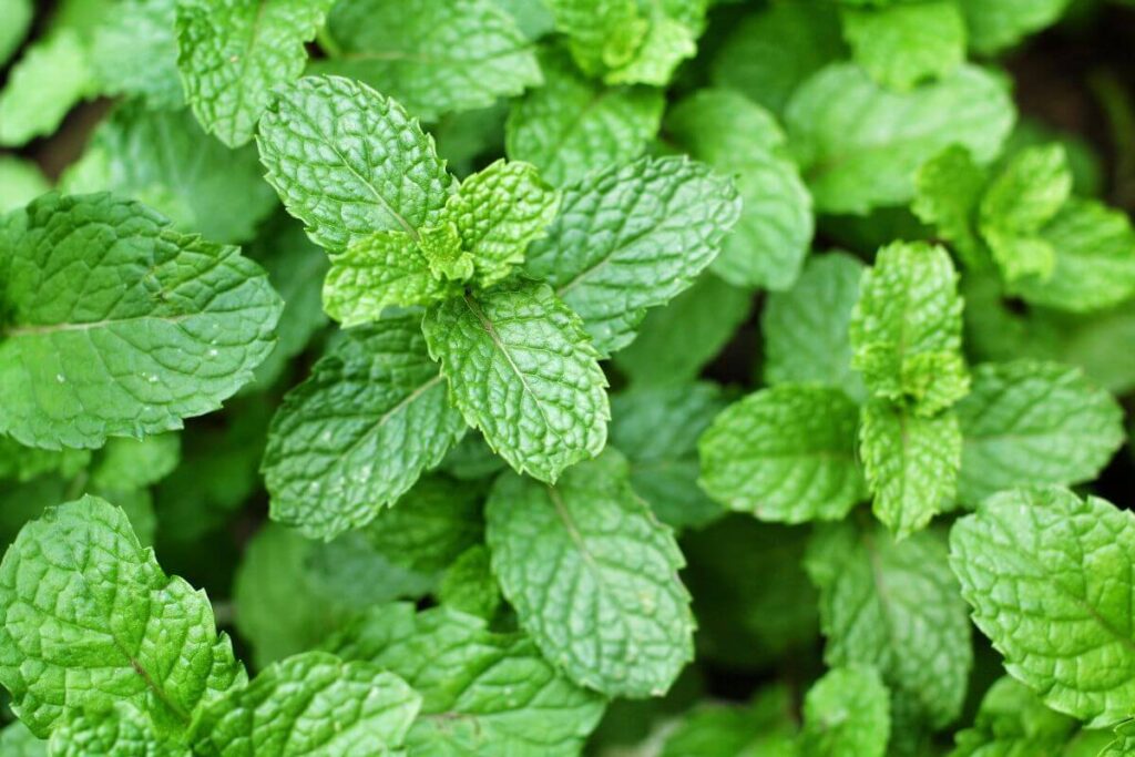 Plantas para prosperidade