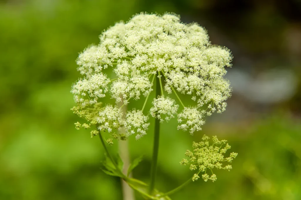 Plantas Venenosas