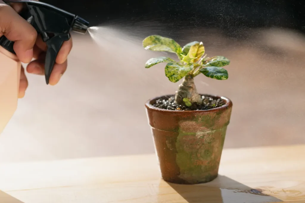 adubo para plantas