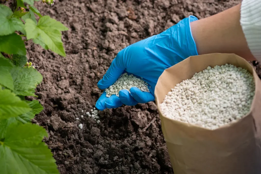 adubo para plantas