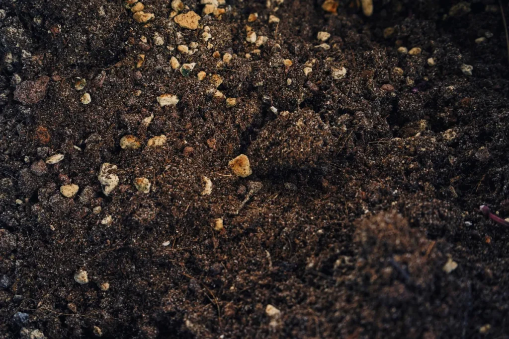 como não matar suas plantas