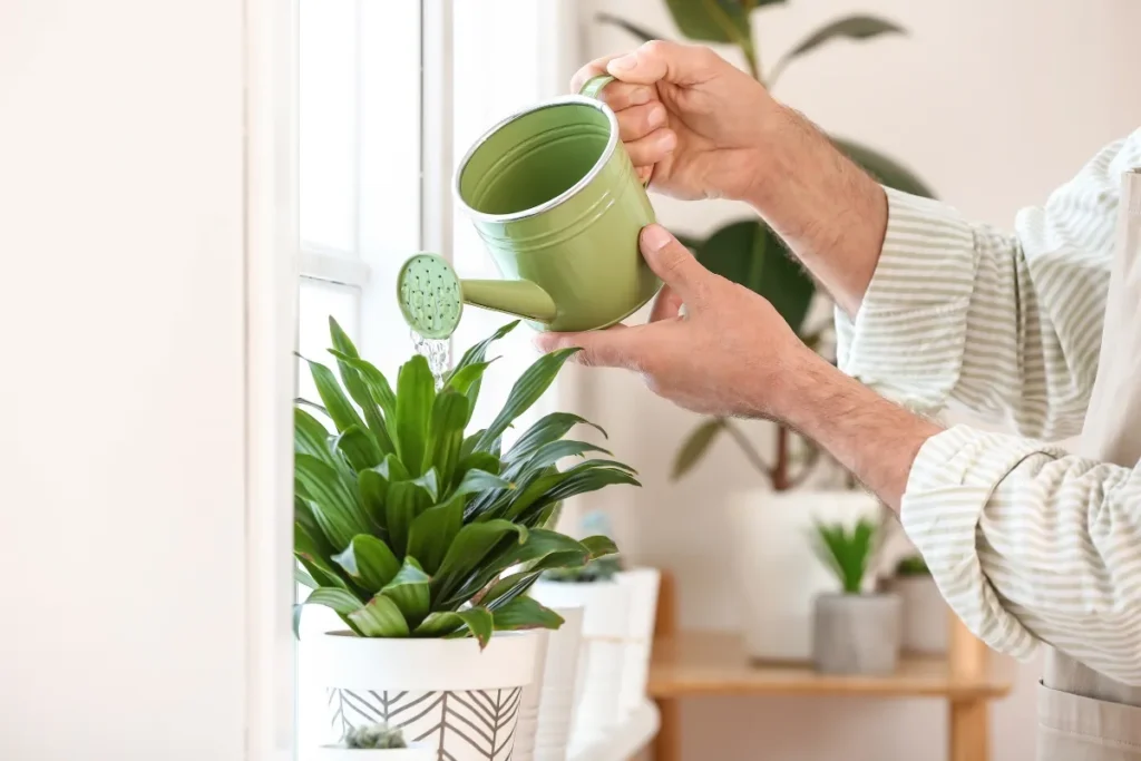 Rega de plantas