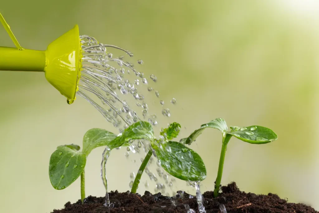 rega de plantas