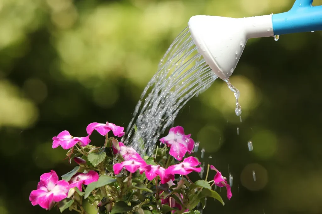 rega de plantas