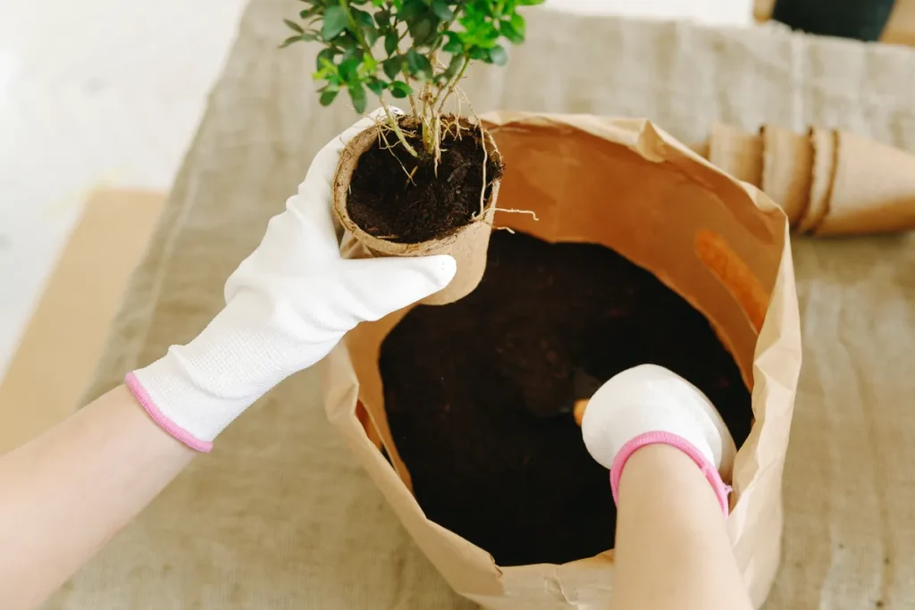 substratos para plantas