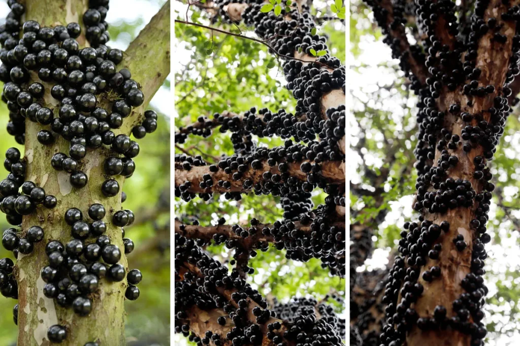 Como Plantar um Pé de Jabuticaba no chão