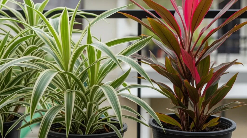 Como cuidar da planta dracena