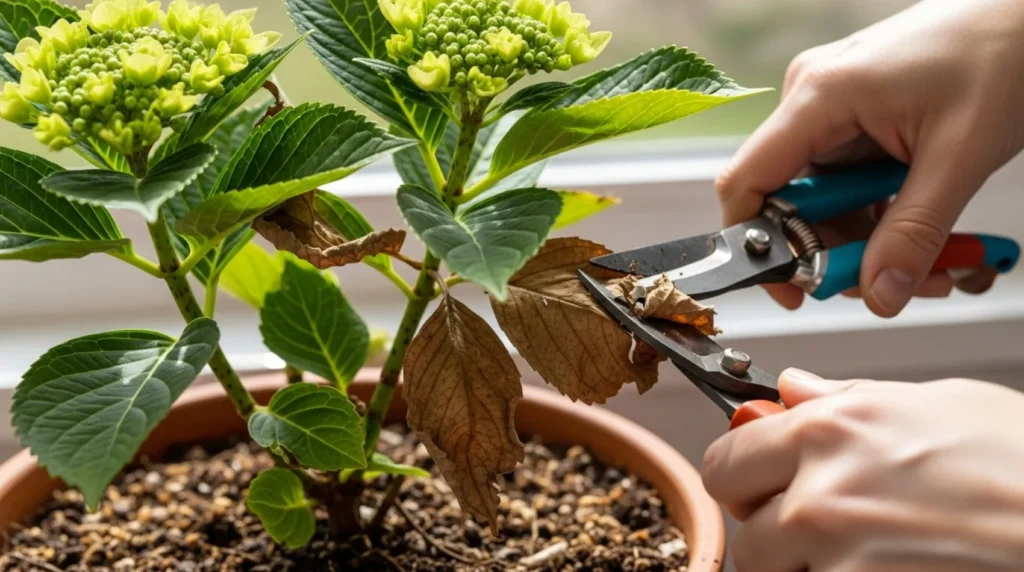 Como cultivar hortência em vaso