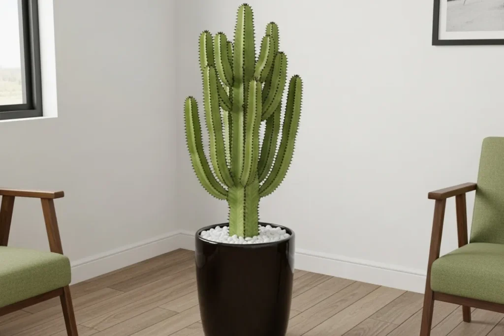 Cactos mandacaru