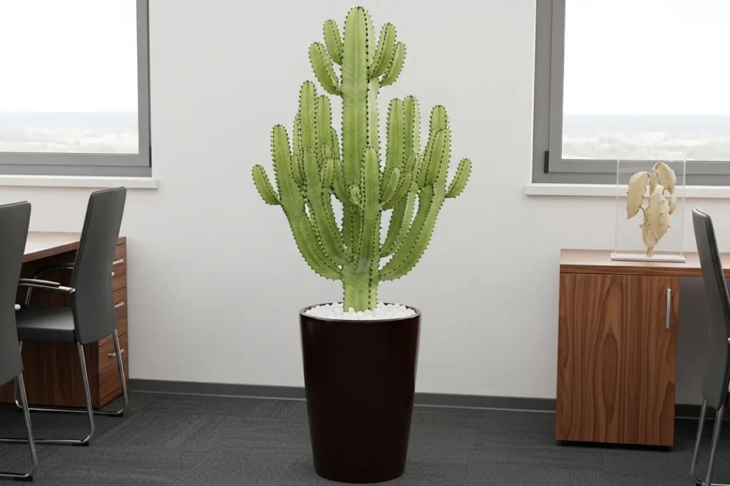 Cactos mandacaru