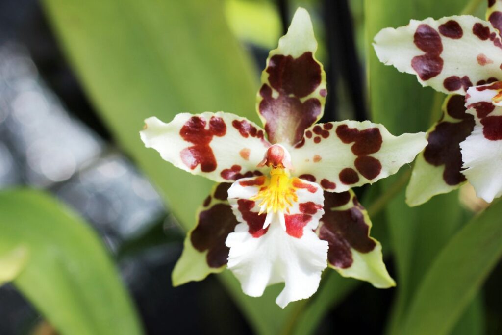 5 Variedades de Orquídeas do Mato Para Cultivar