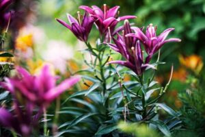 Como Cultivar Lírio Roxo