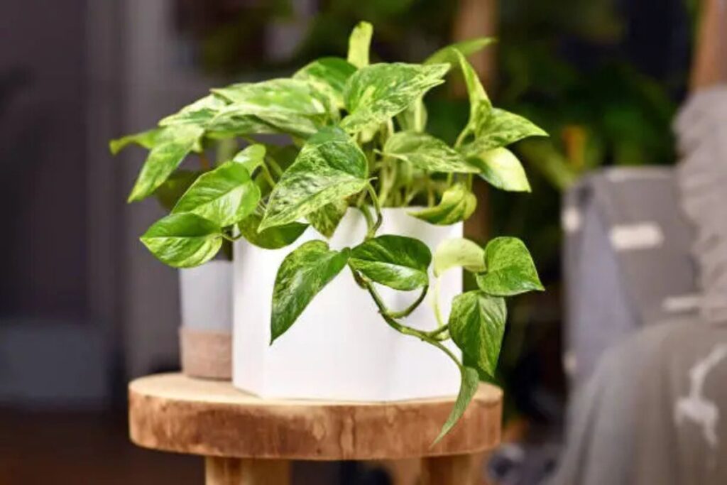 planta jiboia