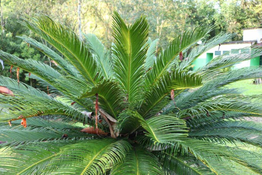Plantas para piscina