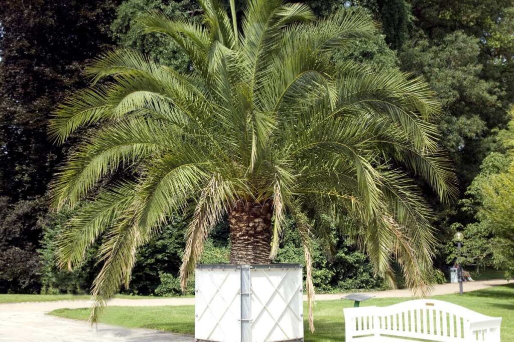 Plantas para piscina