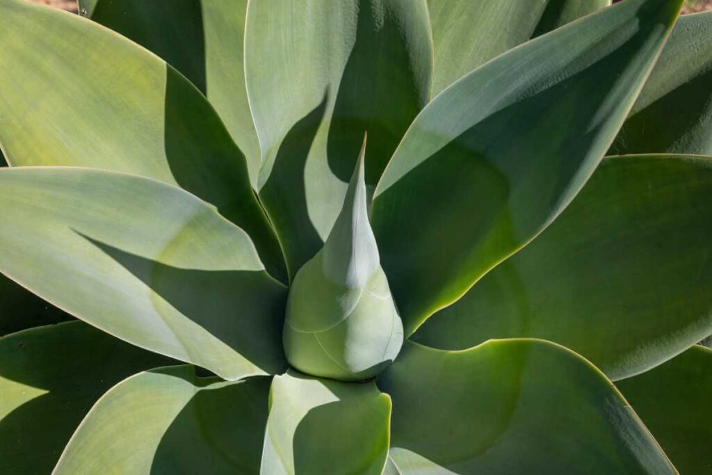 Plantas para piscina