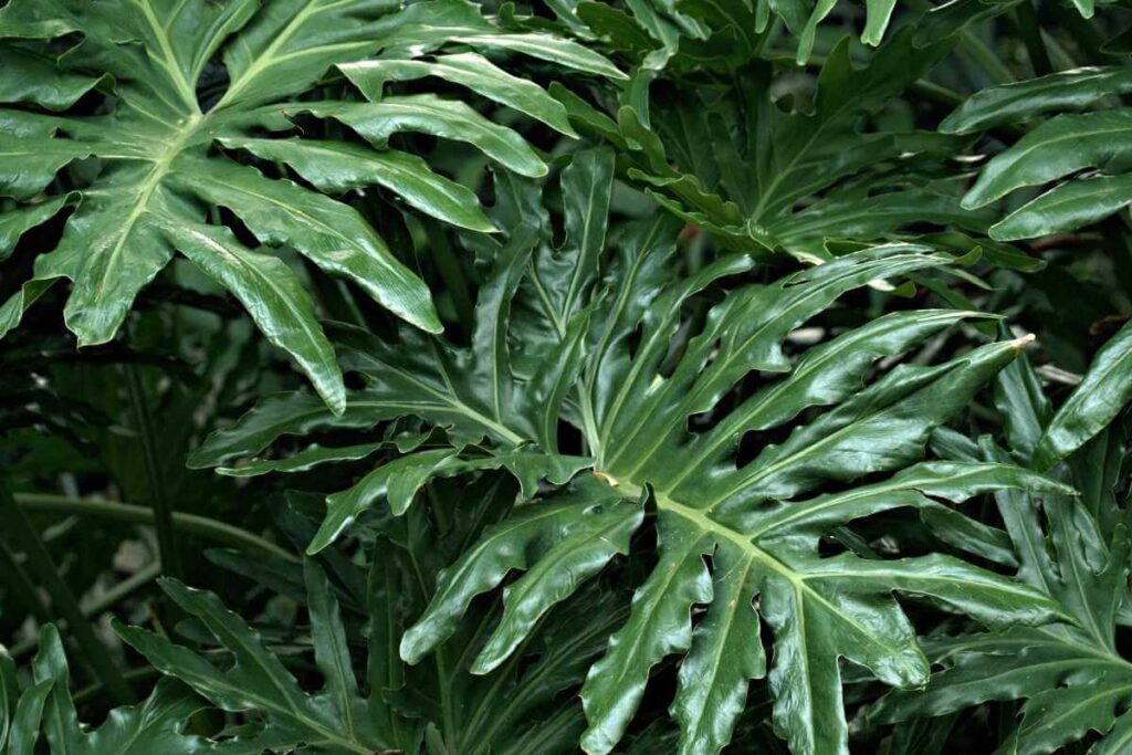 Plantas para piscina