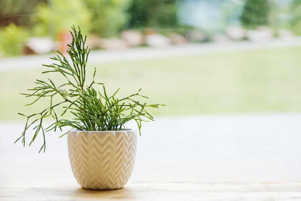 Plantas para piscina