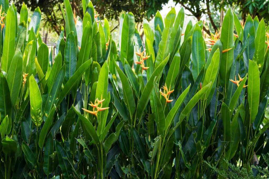 Plantas para piscina