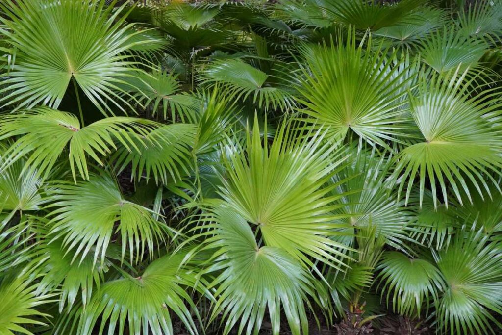 plantas para piscina