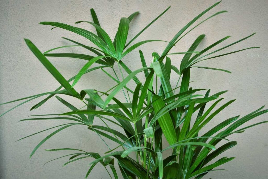 plantas para piscina