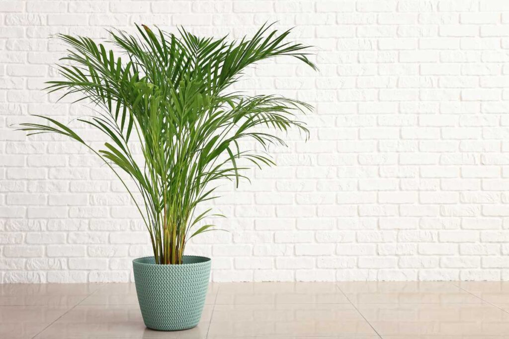 plantas para piscina