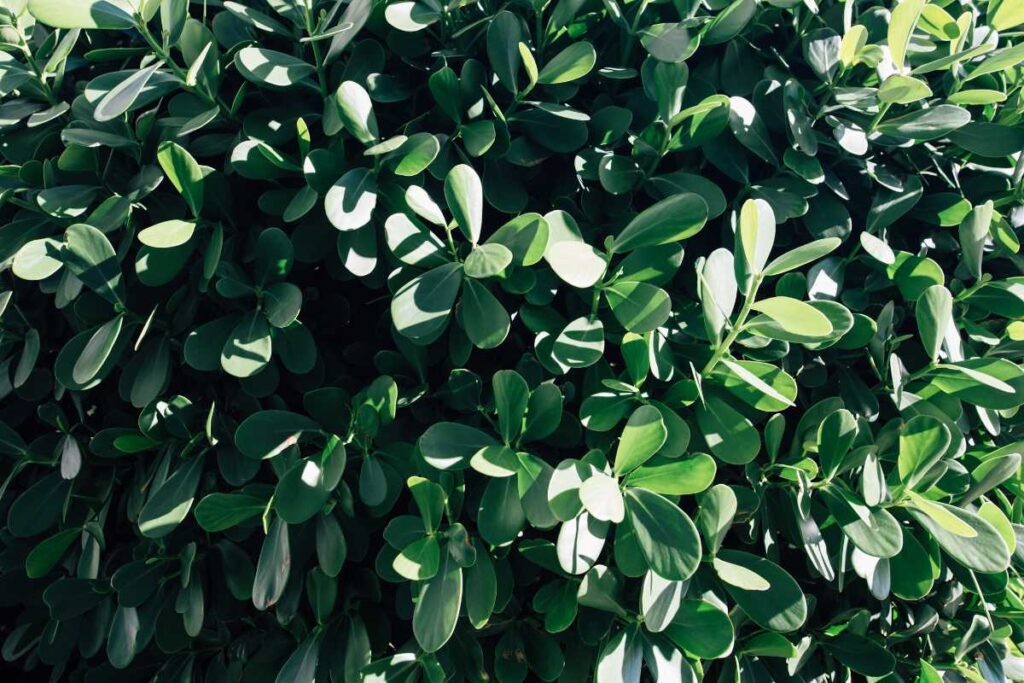 plantas para piscina