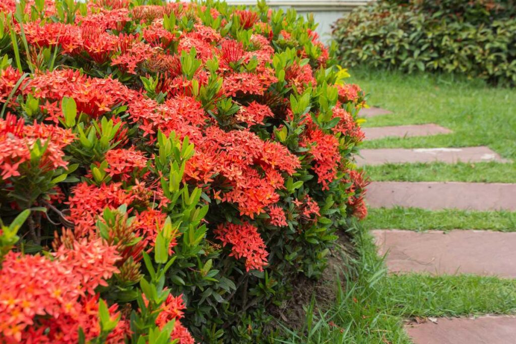 plantas para piscina