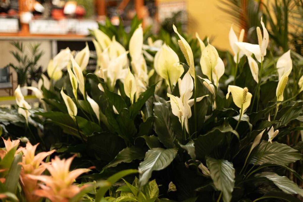 plantas para piscina