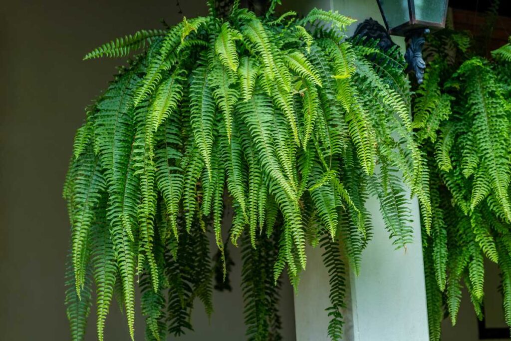 plantas para piscina