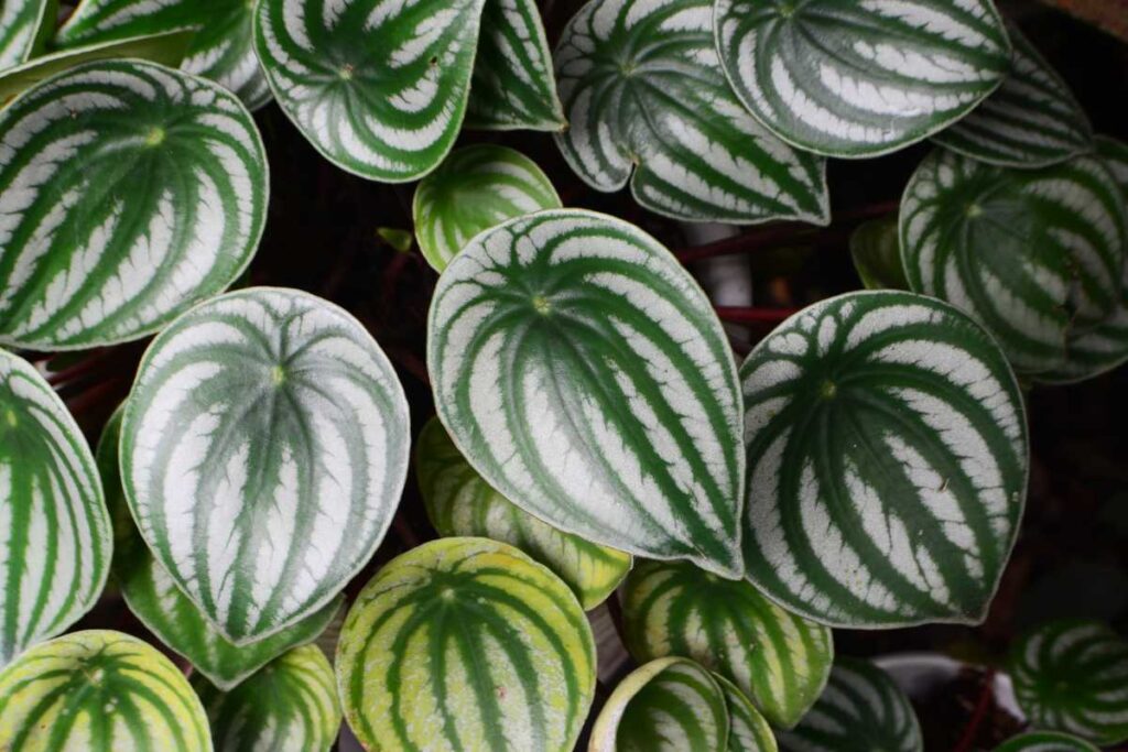 plantas para piscina