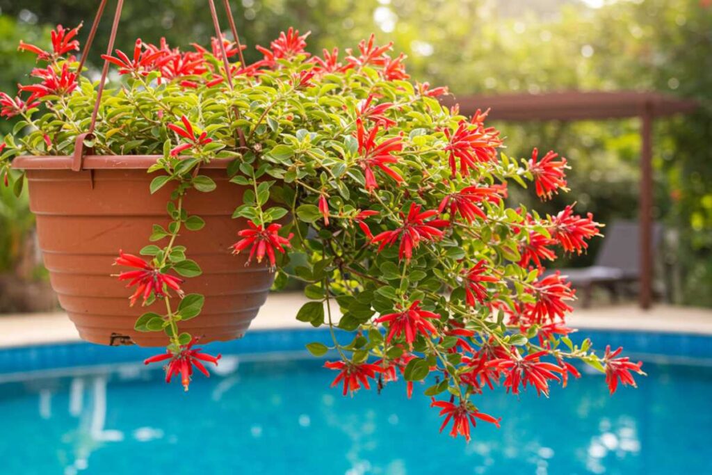 plantas para piscina