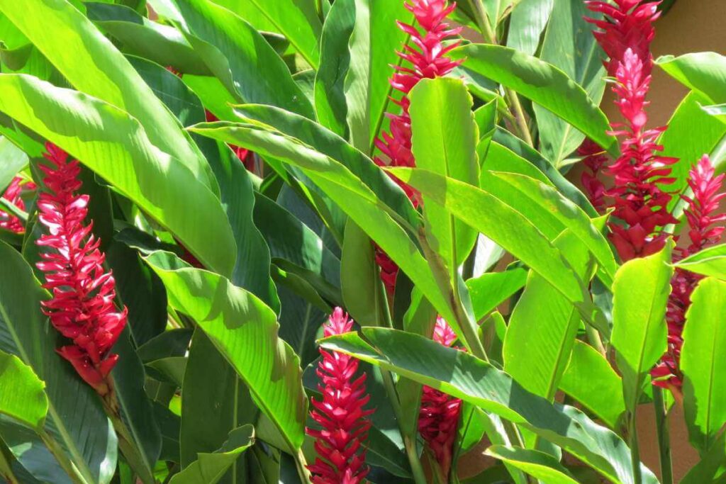 Plantas para piscina