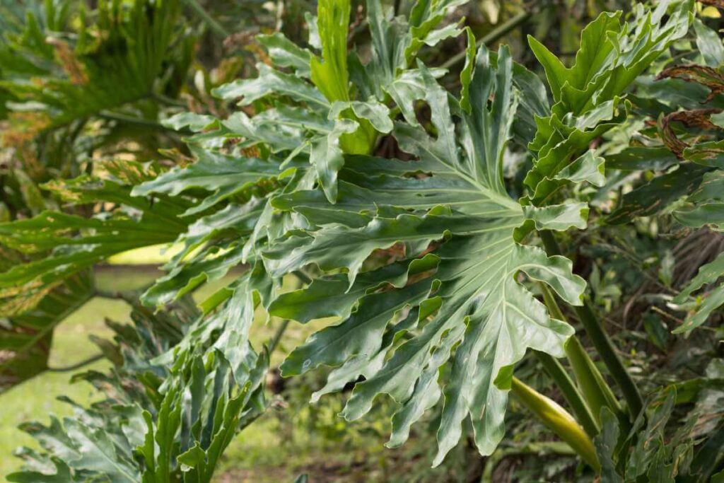 Plantas para piscina