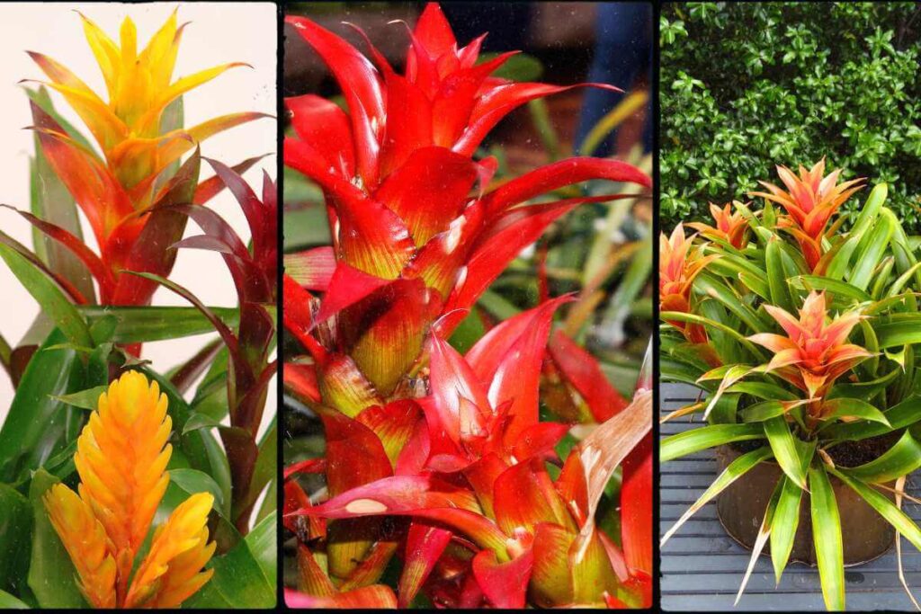 Plantas para piscina