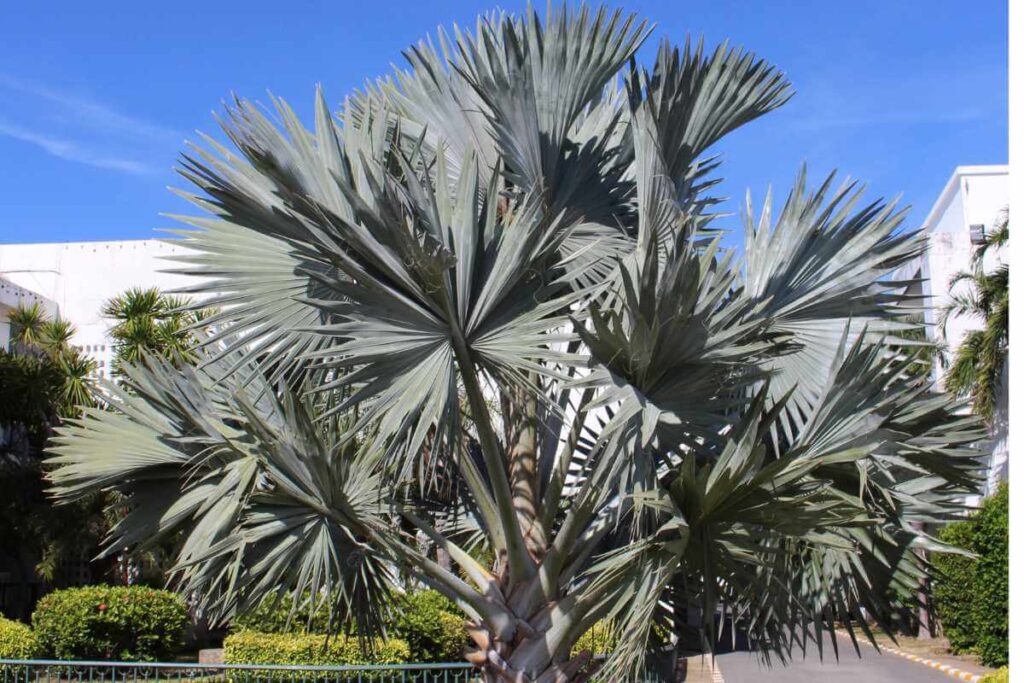 Plantas para piscina