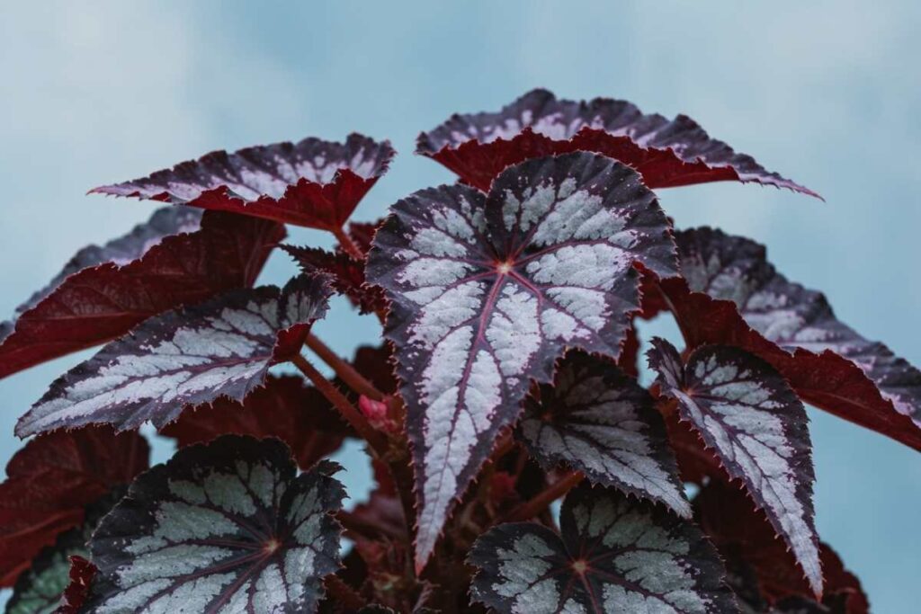 Begonia Rex