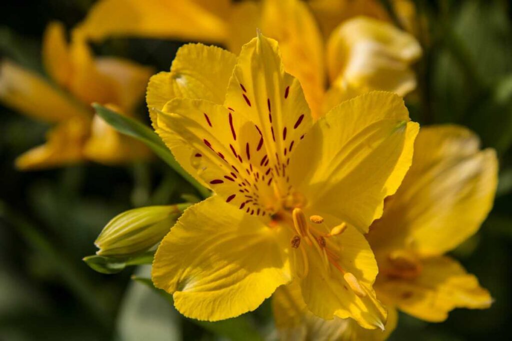 Como plantar astromelia