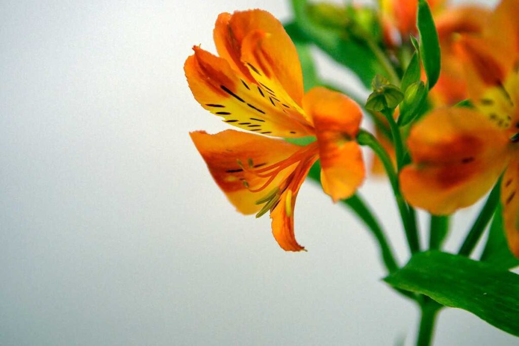 Como plantar astromelia