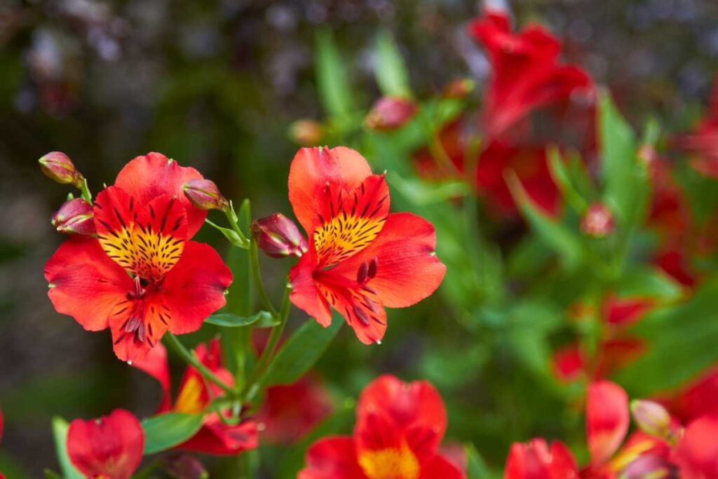 Como plantar astromelia