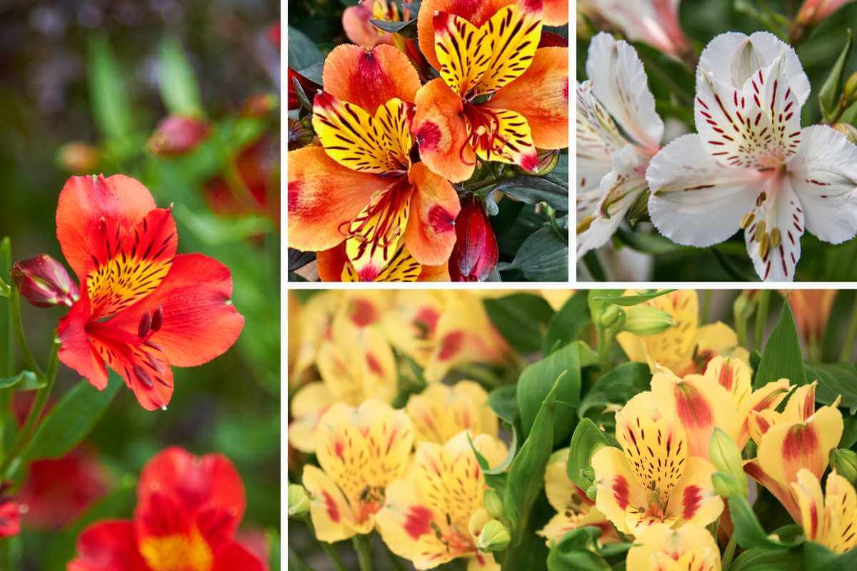 Como plantar astromelia: tudo o que você precisa saber