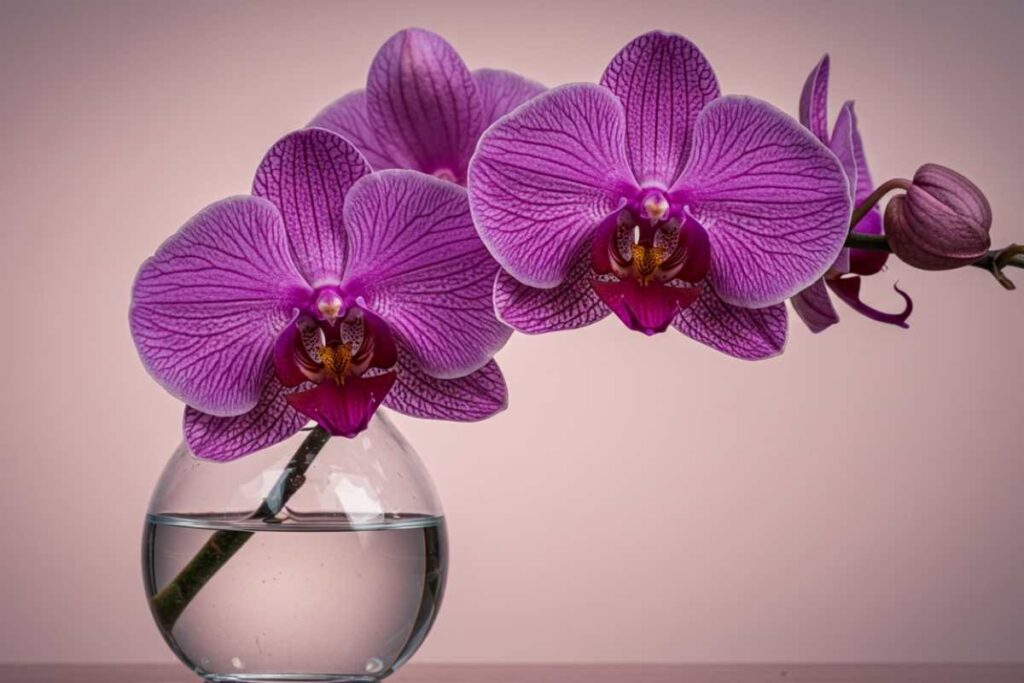 Orquidea
