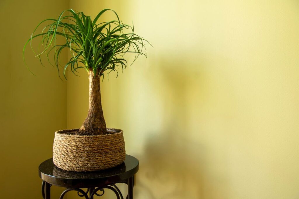 planta que cresce rápido